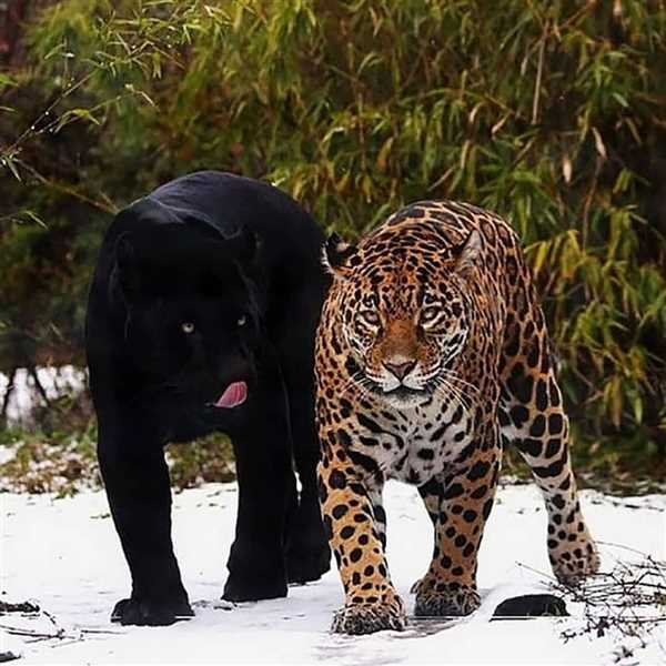 Ягуар